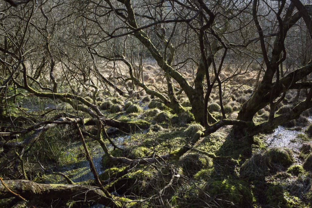 Voyage Irlande Solene Tardivon Photographe